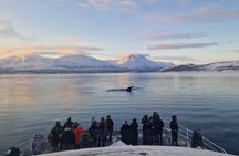 Tromsø whale safari tour with expert guides