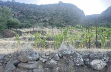 Filicudi vineyard stroll and Tuscia wine tasting experience