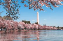 National Mall and monuments tour with 10 stops and cherry blossoms