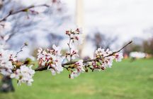 National Mall and monuments tour with 10 stops and cherry blossoms