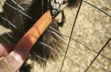 Juktas Mount, Raki and wine distillery guided tour