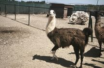 Juktas Mount, Raki and wine distillery guided tour