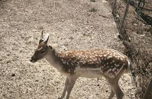 Juktas Mount, Raki and wine distillery guided tour