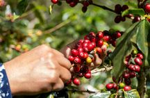 Finca El Ocaso guided coffee farm tour with tasting