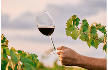 Winery visit in La Rioja with tasting and lunch from Vitoria