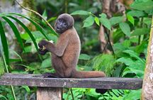 Half day jungle expedition with naturalistic activites