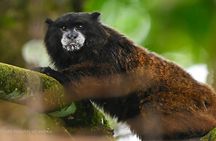 Half day jungle expedition with naturalistic activites