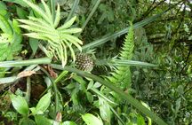 Napo Province primary rainforest guided tour with a local