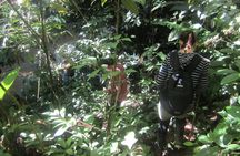 Napo Province primary rainforest guided tour with a local