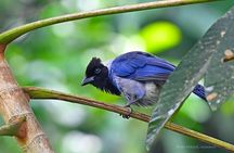 Guided birdwatching tour to Equadorian AMazon Clay Lick