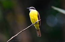 Guided birdwatching tour to Equadorian AMazon Clay Lick