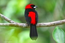 Guided birdwatching tour to Equadorian AMazon Clay Lick