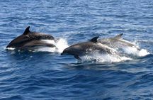 2-hour catamaran cruise from Benalmádena