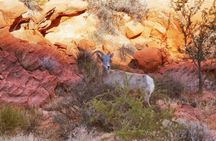 4x4 off-road adventure and Pioneer Saloon visit from Las Vegas