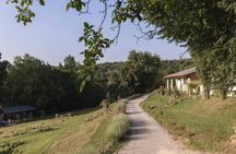 Organic Farm Picnic among Hills and Vineyards of Lake Garda