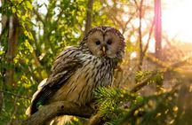 Transfer to Prague Zoo with audio guide