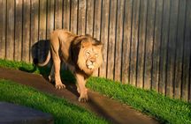 Transfer to Prague Zoo with audio guide