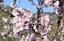 Algarve full-day jeep adventure from Portimão