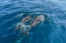 Dolphin watching boat tour in in Taranto