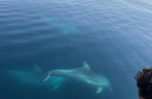 Dolphin watching boat tour in in Taranto