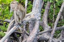 Half-Day Thung Yee Peng's mangrove kayaking tour with lunch