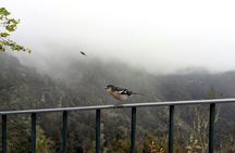 Pico do Arieiro 4-Hour Private Excursion