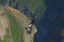 Colca Canyon full-day tour with Condor viewpoint from Arequipa