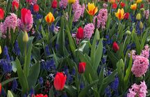 Keukenhof's tulip experience from Amsterdam