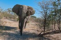 Virtual Reality wildlife experience and mindfulness session