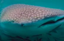 Virtual Reality wildlife experience and mindfulness session