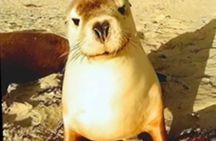 Virtual Reality wildlife experience and mindfulness session