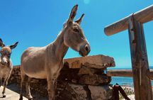 Minivan day tour to Asinara National Park from Stintino