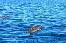 Mauritius dolphin watching speedboat tour