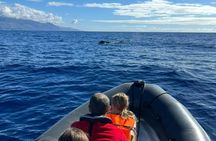 Madeira Island whale watching and snorkelling private tour