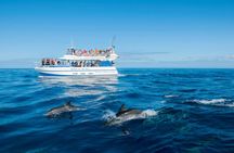 Gran Canaria Spirit of the Sea dolphin-watching cruise