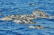 Gran Canaria Supercat dolphin-watching catamaran cruise