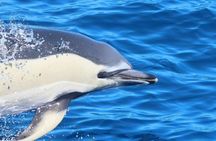 Gran Canaria Supercat dolphin-watching catamaran cruise