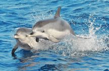 Gran Canaria Supercat dolphin-watching catamaran cruise