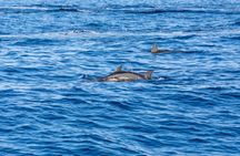 Gran Canaria Spirit of the Sea dolphin-watching cruise