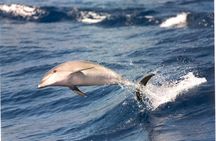 Gran Canaria Supercat dolphin-watching catamaran cruise