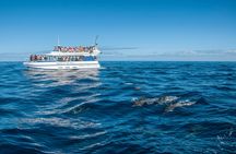 Gran Canaria Spirit of the Sea dolphin-watching cruise