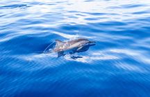 Gran Canaria Spirit of the Sea dolphin-watching cruise