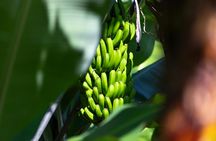 Sites & Bites: Gran Canaria botanical garden and fresh fruits