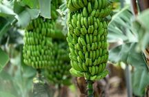 Sites & Bites: Gran Canaria botanical garden and fresh fruits