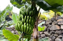 Full-Day Tenerife Tour with La Laguna and Lunch