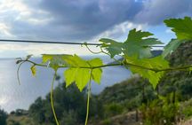 Filicudi vineyard stroll and Tuscia wine tasting experience