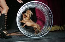 Tickets to Popovich Comedy Pet Theater