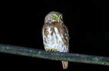 Guided wildlife tour in the Ecuadorian Amazon at night