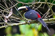 Guided birdwatching tour to Equadorian AMazon Clay Lick