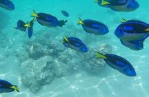 Diving for beginners at the north coast of Zanzibar